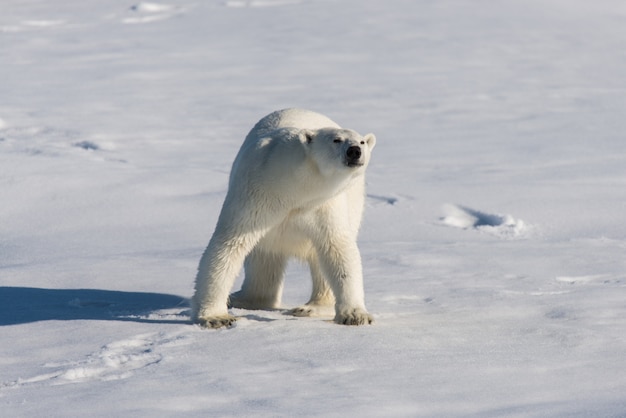 Oso polar en la bolsa de hielo