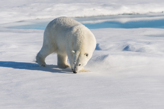 Oso polar en la bolsa de hielo