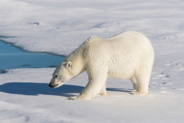 Foto oso polar en la bolsa de hielo