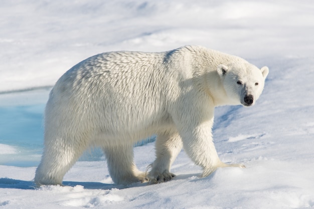 Oso polar en la bolsa de hielo