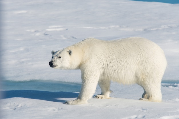 Oso polar en la bolsa de hielo