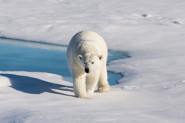 Oso polar en la bolsa de hielo