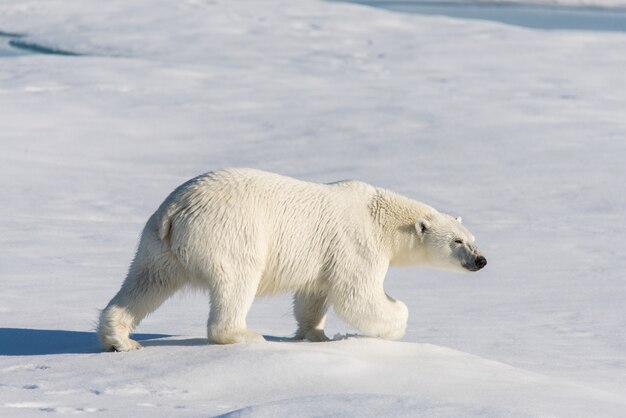 Oso polar en la bolsa de hielo