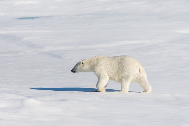 Oso polar en la bolsa de hielo