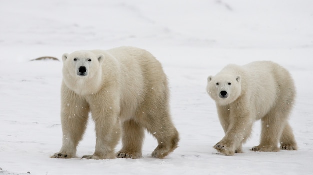 Oso polar con cachorros en la tundra. Canadá.