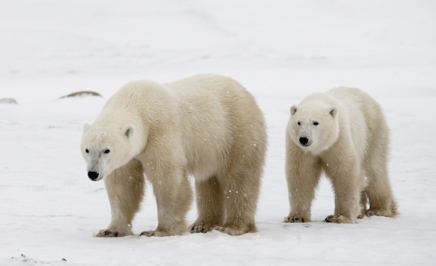 Oso polar con cachorros en la tundra. Canadá.