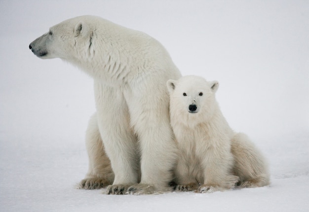 Oso polar con cachorros en la tundra. Canadá.