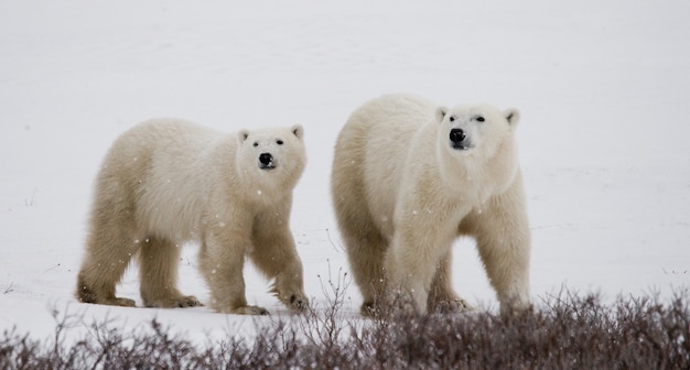 Oso polar con cachorros en la tundra. Canadá.