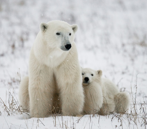 Foto oso polar con cachorros en la tundra. canadá.