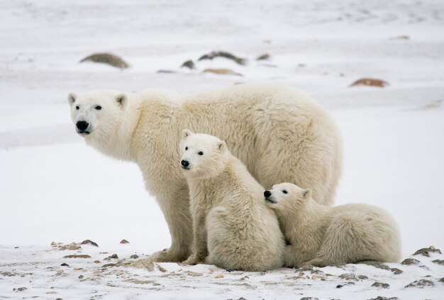 Oso polar con cachorros en la tundra. Canadá.