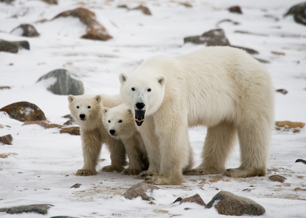 Oso polar con cachorros en la tundra. Canadá.