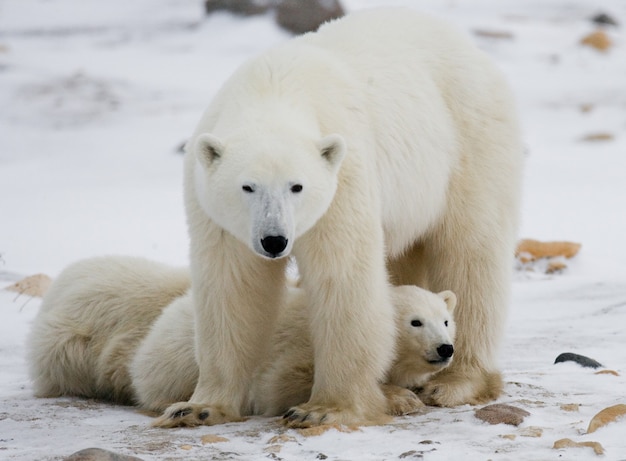 Oso polar con cachorros en la tundra. Canadá.