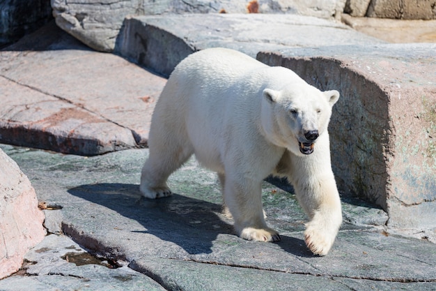 Foto oso polar caminando en un parque