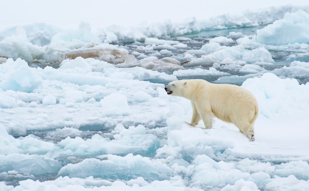 Foto oso polar caminando sobre el hielo en el ártico