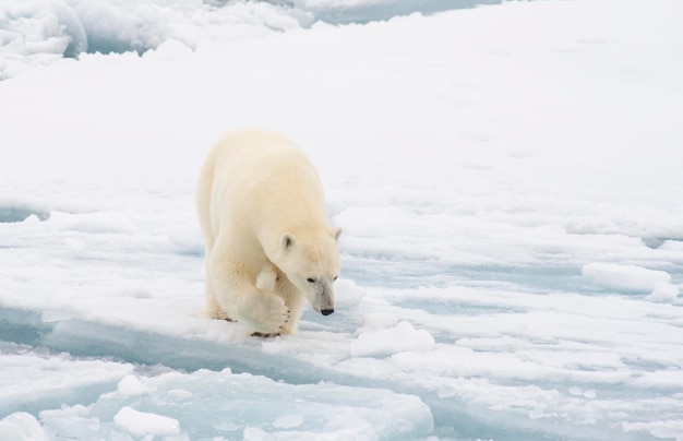 Oso polar caminando sobre el hielo en el Ártico