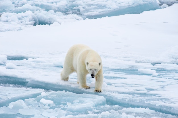 Oso polar caminando sobre el hielo en el Ártico