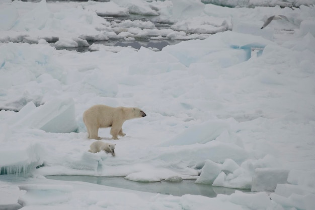 Oso polar caminando sobre el hielo en el Ártico