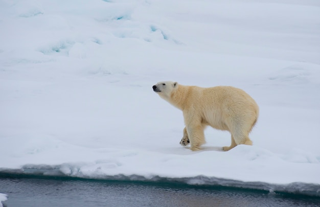 Oso polar caminando sobre el hielo en el Ártico.