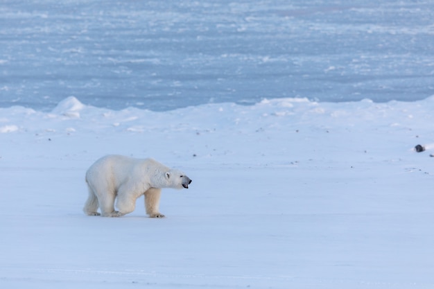 Oso polar caminando sobre la nieve cerca del congelado Billefjorden en Svalbard