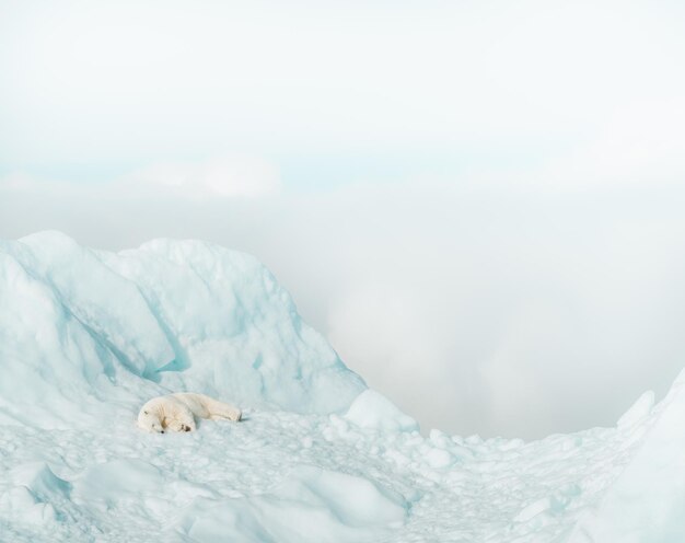 Foto el oso polar descansando en un iceberg en la naturaleza ártica