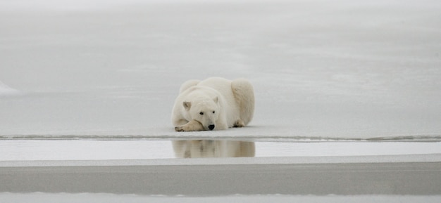 El oso polar está tendido en la nieve en la tundra. Canadá. Parque Nacional Churchill.