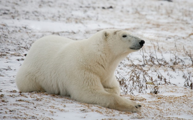 El oso polar está tendido en la nieve en la tundra. Canadá. Parque Nacional Churchill.