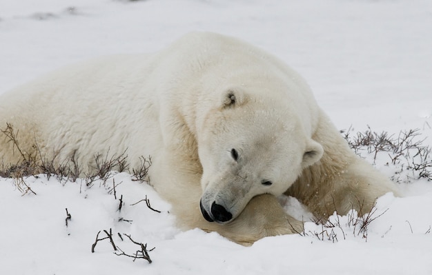 El oso polar está tendido en la nieve en la tundra. Canadá. Parque Nacional Churchill.