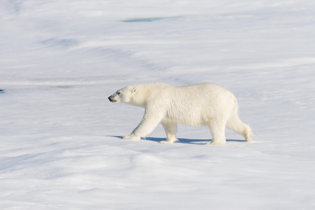 El oso polar en el hielo