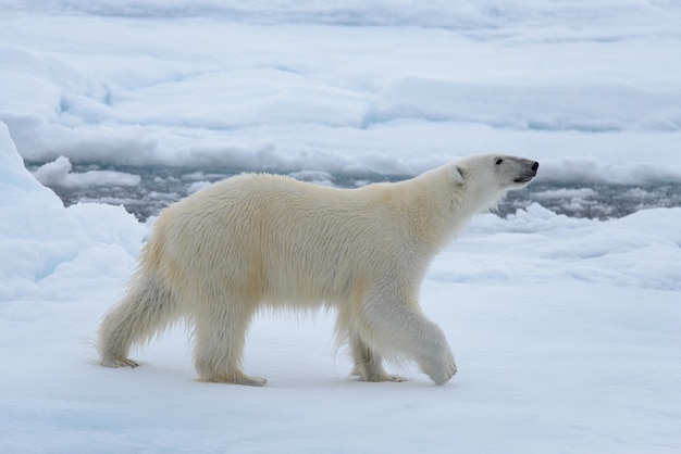 Oso polar en el hielo