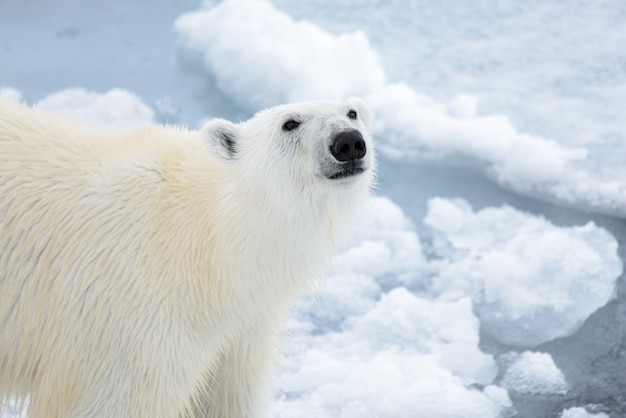 Oso polar en el hielo