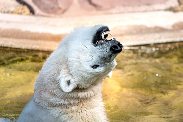 Foto el oso polar muestra los dientes.