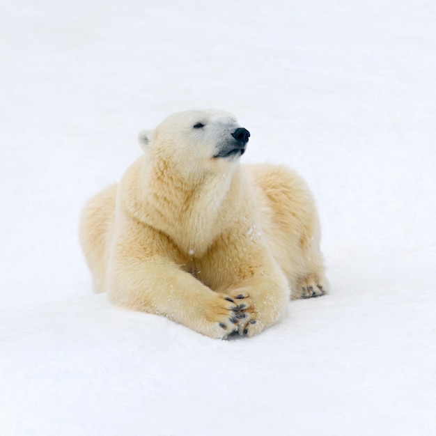 Oso polar en la nieve blanca