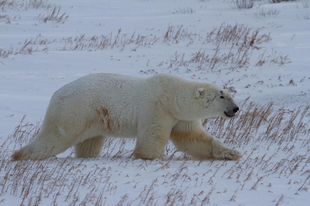 Oso polar o Ursus maritimus caminando sobre la nieve con poca luz