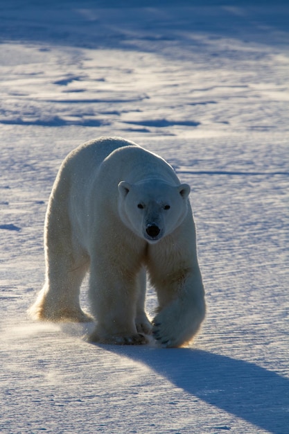 Oso polar o Ursus maritimus caminando sobre la nieve con poca luz