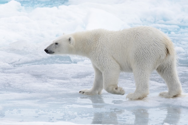 Oso polar salvaje en agua sobre hielo en el mar ártico