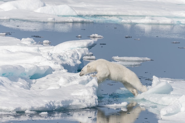 Oso polar salvaje saltando a través de témpanos de hielo al norte del Ártico de Svalbard, Noruega