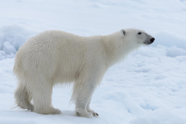 Oso polar salvaje sobre hielo en el mar ártico de cerca