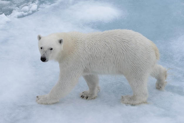 Oso polar salvaje sobre hielo en el mar ártico de cerca