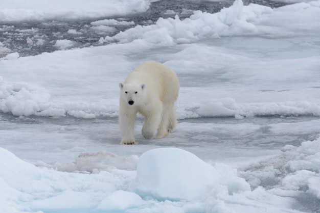 Oso polar salvaje sobre hielo en el mar ártico