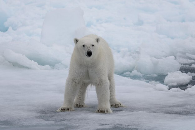 Oso polar salvaje sobre hielo en el mar ártico