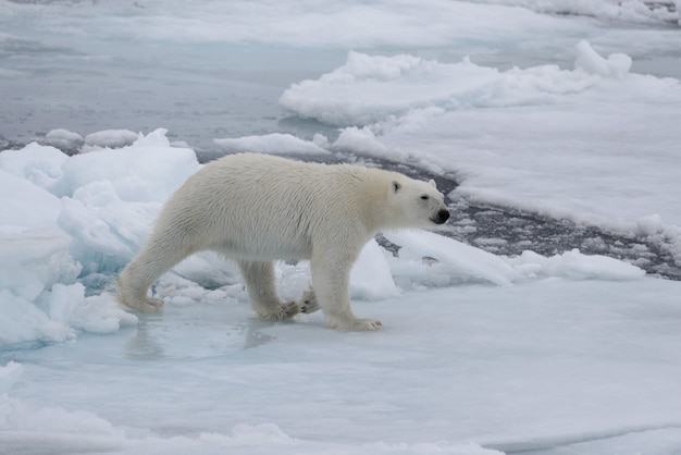 Oso polar salvaje sobre hielo en el mar ártico