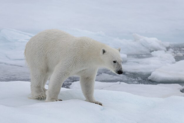 Oso polar salvaje sobre hielo en el mar ártico