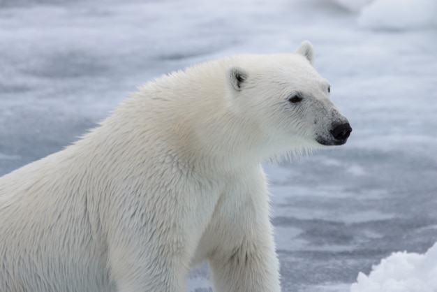 Oso polar salvaje sobre hielo en el mar ártico