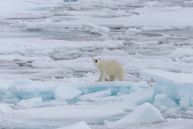 Oso polar salvaje sobre hielo en el mar Ártico