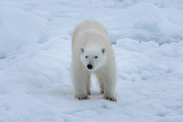 Oso polar salvaje sobre hielo en el mar Ártico