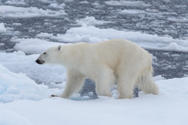 Oso polar salvaje sobre hielo en el mar Ártico