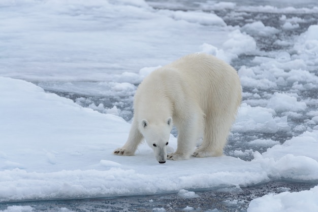 Oso polar salvaje sobre hielo en el mar Ártico