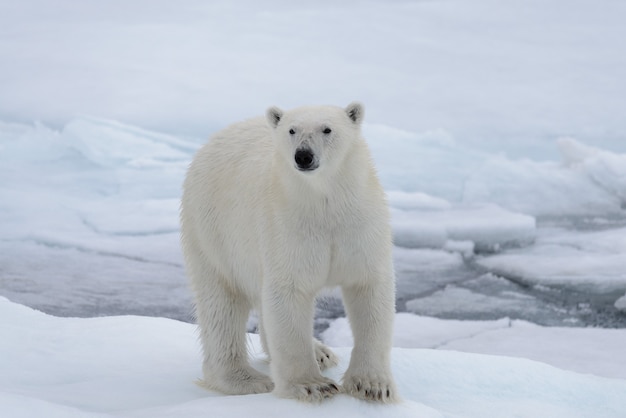 Oso polar salvaje sobre hielo en el mar Ártico