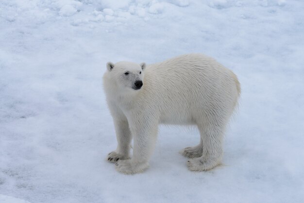 Oso polar salvaje sobre hielo en el mar Ártico