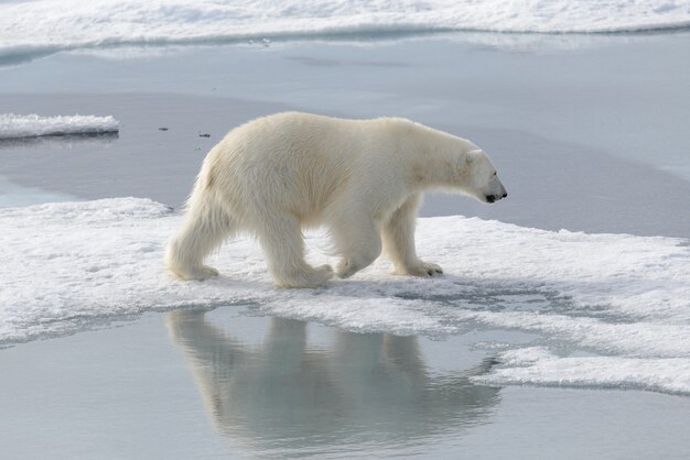 Oso polar salvaje sobre hielo en el Ártico